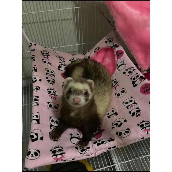 Rede Pet Grande Macaco Prego Sagui Gato Ferret Furao