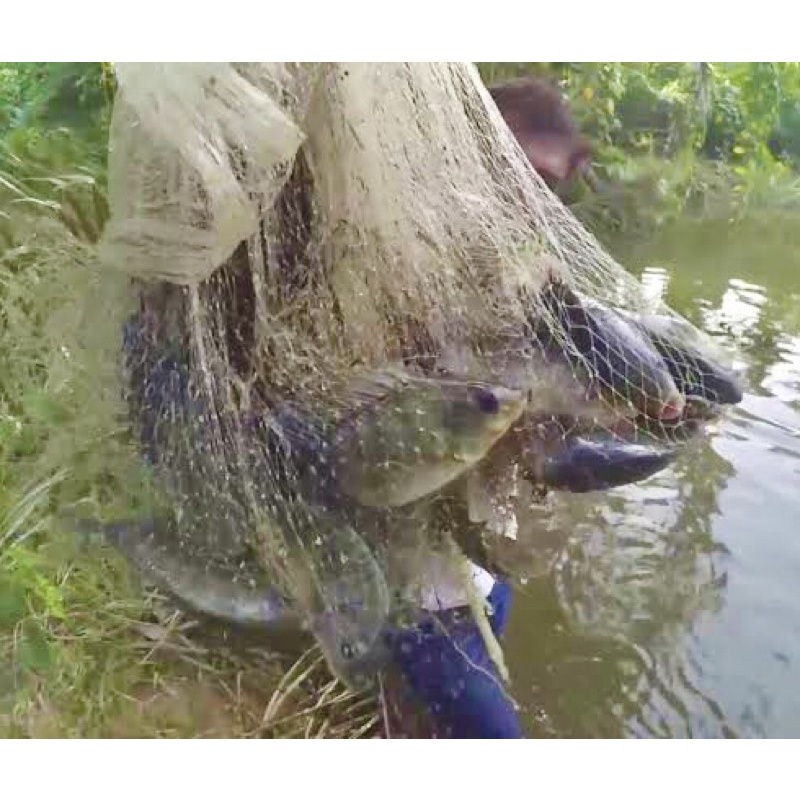 Rede De Pesca Arrastão Tilapia Pacu M 5 Fio 18 3 Alt E 5 Mts