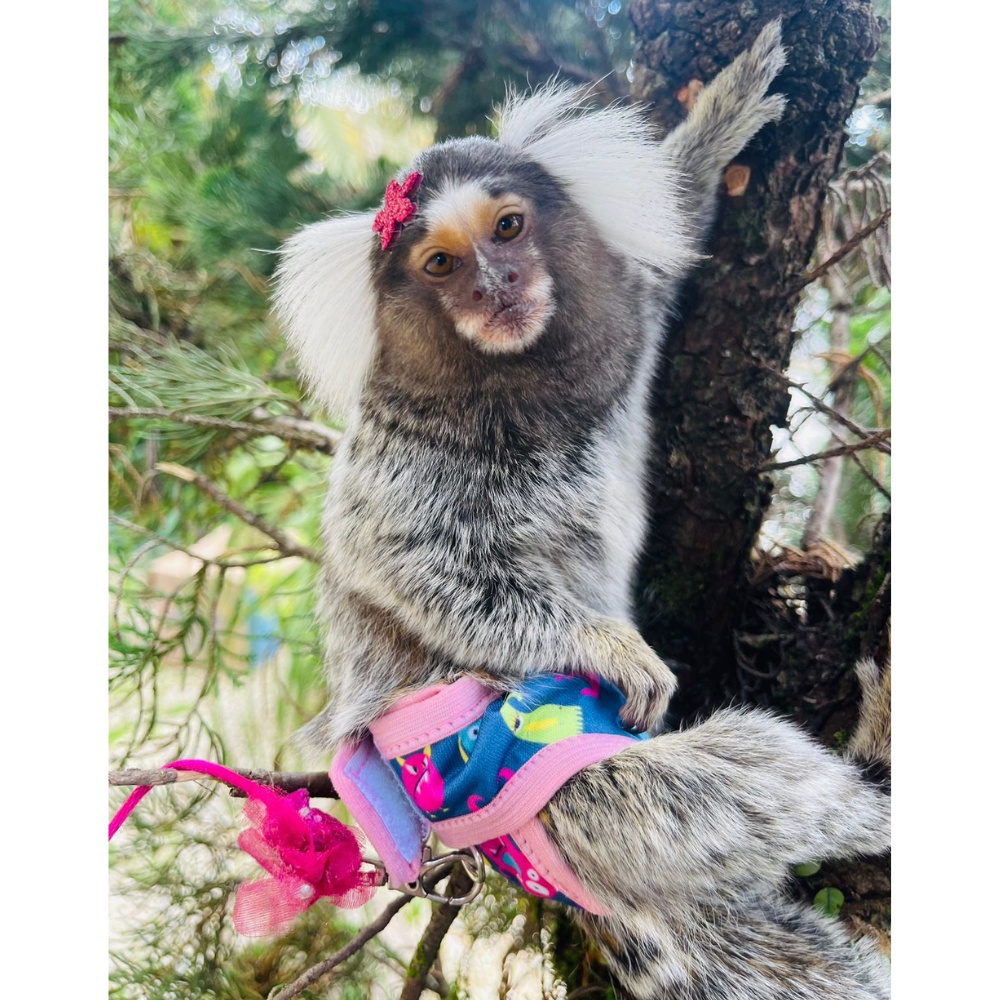 Roupas e acessórios para macaco sagui, E quando seu cliente pede  acessórios para um macaquinho Sagui 🐒💙 Joy #sagui #macaquinho #macaco  #macacosagui #modapet #modapets #monkey #macacopet, By Pet Lovers Modas