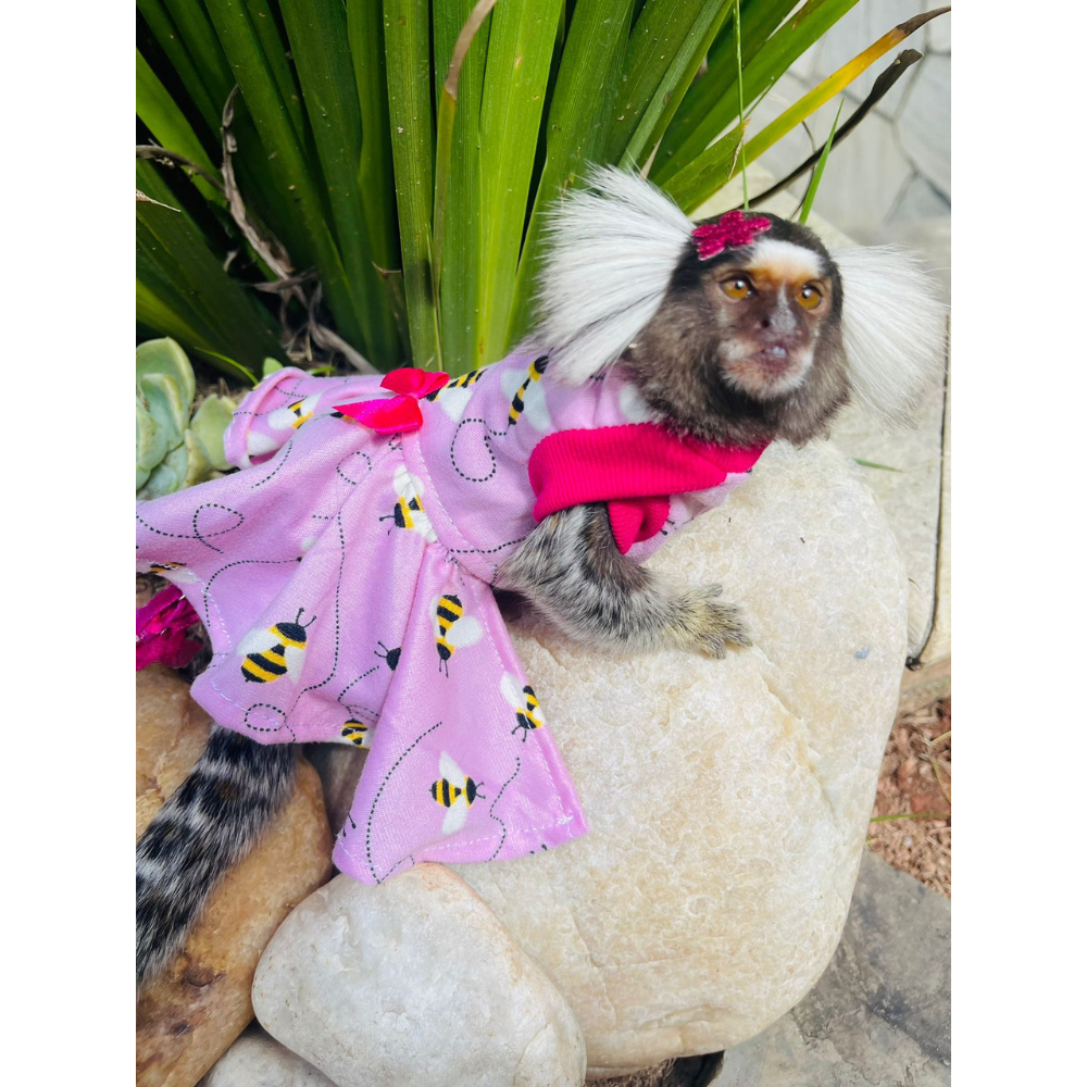 Roupas e acessórios para macaco sagui, E quando seu cliente pede  acessórios para um macaquinho Sagui 🐒💙 Joy #sagui #macaquinho #macaco  #macacosagui #modapet #modapets #monkey #macacopet, By Pet Lovers Modas