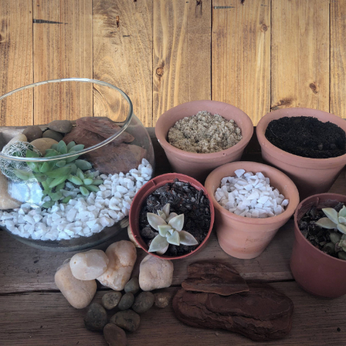 Kit terrário aberto DIY (Monte você mesmo) com suculentas - BioEco Brasil