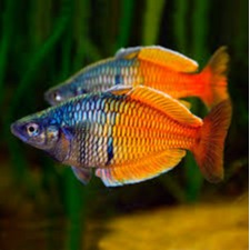 Pet Shop Bichos E Acessorios on Instagram: CONHEÇA NOSSOS PEIXES SÉRIE :  PEIXES DE FUNDO Além das corydoras, cascudos, labeos e botias, temos mais  uma grande variedade de peixes de fundo. Peixes