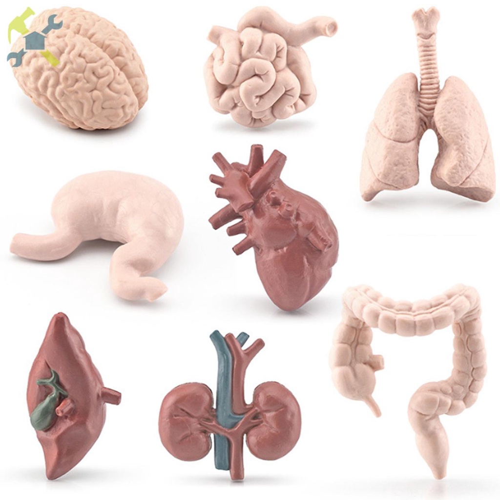 Human Toys - Brinquedo Educacional de Anatomia Humana